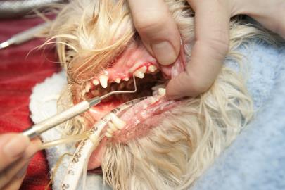 Doctor examining cleaned teeth