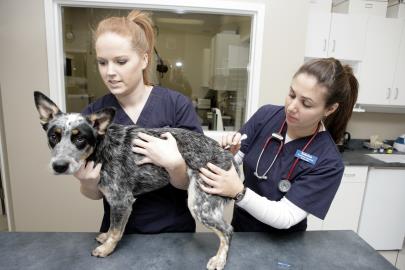 Pet on treatment table having heart rate taken