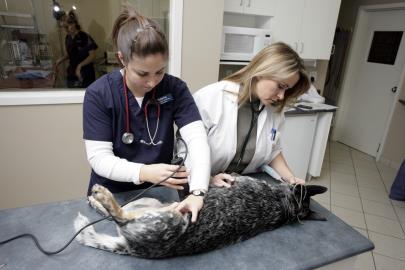 Pet on treatment table having surgical area shaved