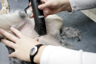 Pet on treatment table having surgical area shaved