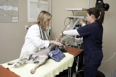 Pet on surgical table with oat bags being hooked up