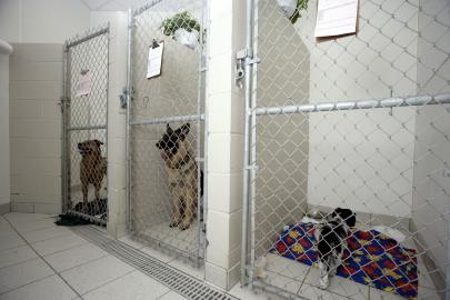 Dog in Runs