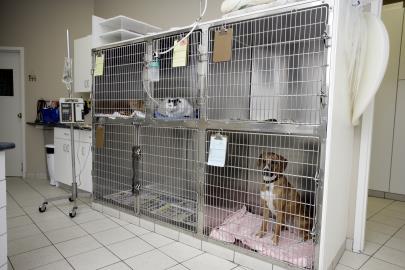 Observation Kennels