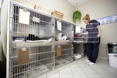 Cat Ward
