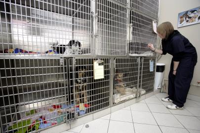 Dog Ward