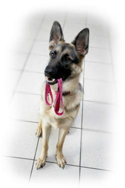 Arriving at Our Hospital - Dog with Leash