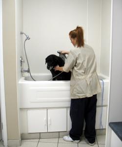 Grooming Tub