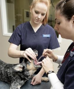 Pet on treatment table being tubed