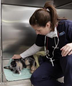 Pet in kennel all wrapped up with tech examining her