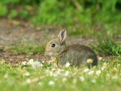 Bunny