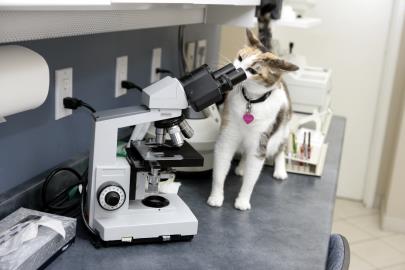 Nike looking in a microscope
